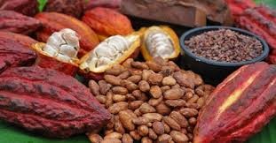  “From farming to chocolate” model boosts Vietnam’s cocoa reputation - ảnh 2